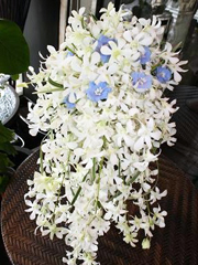 新宿花ぐるまのドライフラワー